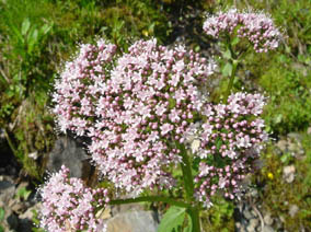 Valeriana pyrenaica